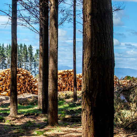 Forest Valuations Forest Valuations